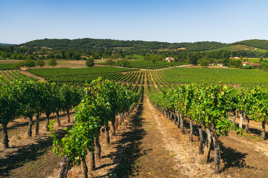 Terroir uitgelegd: waarom Franse wijn nergens anders zo smaakt